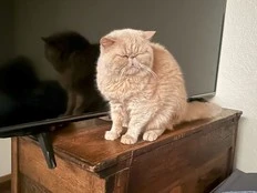 How a cat named Pudge became a college football viral sensation