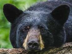 'OUT OF CONTROL': California town bracing for spring black bear invasion