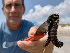 ‘Worst nightmare’ venomous sea worms washing up on Texas shores, scientists say