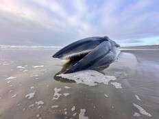 A beached fin whale in Oregon offers a rare glimpse of a giant