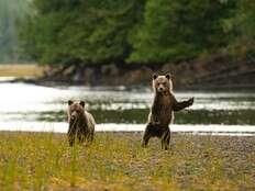 Grizzly bears of the Great Bear Rainforest are stars of new anti-trophy-hunting film at VIMFF