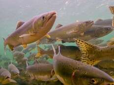 Indigenous docuseries dives deep into Canadian waterways