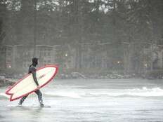 In our element: Tofino's seaweed-bathing and tree-hunting adventure