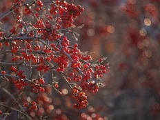 Bear warning issued due to buffaloberry abundance in Kananaskis Country, Bow Valley