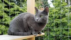 How to make a catio for your feline friend
