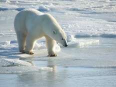 Two polar bears kill worker at Far North air defence site