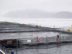 Federal Liberals miss deadline for promised salmon farm transition plan