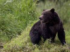 A 72-year-old man kills a grizzly bear after it attacks while he is picking berries