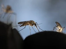 Jamie Sarkonak: The progressive, anti-science surrender to mosquitos