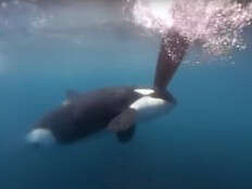 Canadian discovery of orca’s superpower makes them even more scary as yacht attacks rise