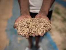 Does rice contain arsenic? Yes, here's how you can reduce the risk