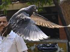 Suspected spy pigeon from China released after 8-month detention in India