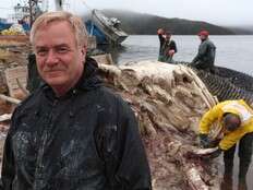 They looked into the deaths of 9 whales in Newfoundland and made a surprising discovery