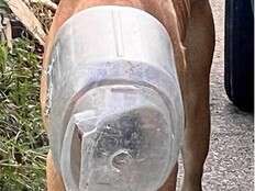 She spent a month trying to help stray dog whose head was stuck in a jug. No one could get near him to help