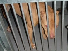 Barbara Kay: Pit bulls are a canine scourge, and the numbers prove it