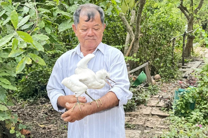 Vĩnh Long cấp tốc bảo vệ vườn chim quý sau cầu cứu của lão nông