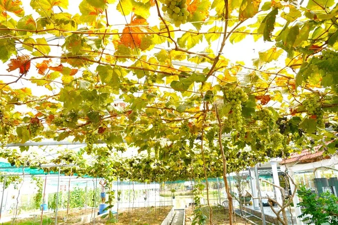 Biến đất phèn mặn thành vườn nho, cà chua tiền tỷ