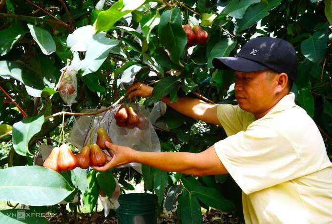 Kiếm tiền tỷ từ giống mận đắt nhất thị trường