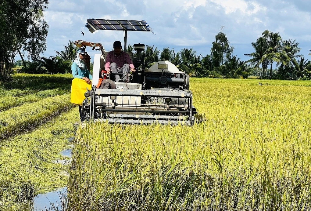 Doanh nghiệp còn nợ nông dân Cà Mau hơn 11 tỷ đồng tiền lúa