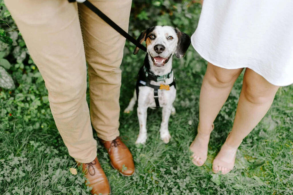 CDMX reconoce a las mascotas como familia: habrá custodia compartida en divorcios 
