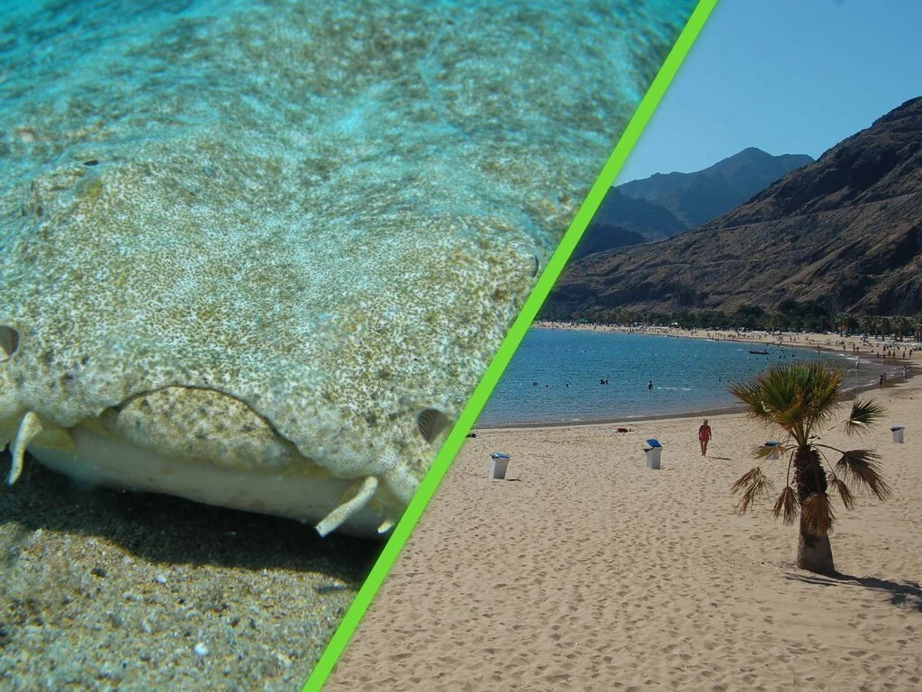 Hace 50 años crearon una playa artificial para atraer turistas y terminó siendo santuario de tiburones en peligro
