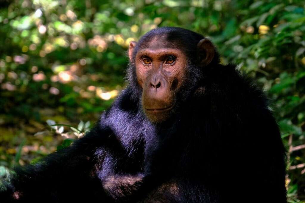 Estos investigadores no solo están convencidos de que los chimpancés pueden hablar, tenemos pruebas desde 1962 