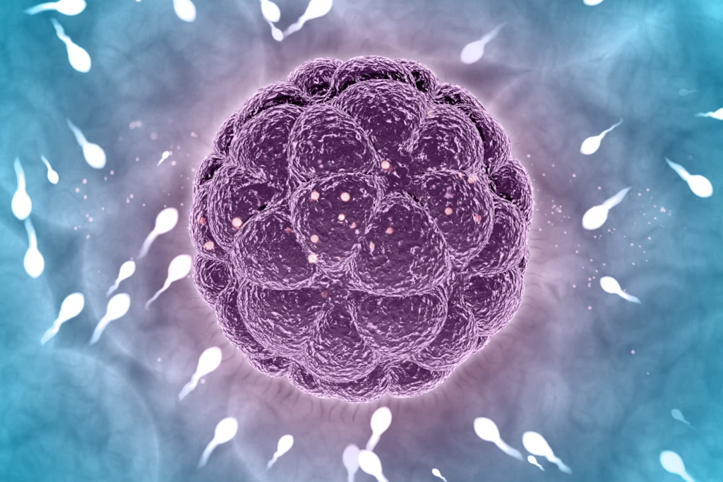 Dos óvulos fusionados en una sola mujer indican que nuestra identidad como humanos no está en el ADN 