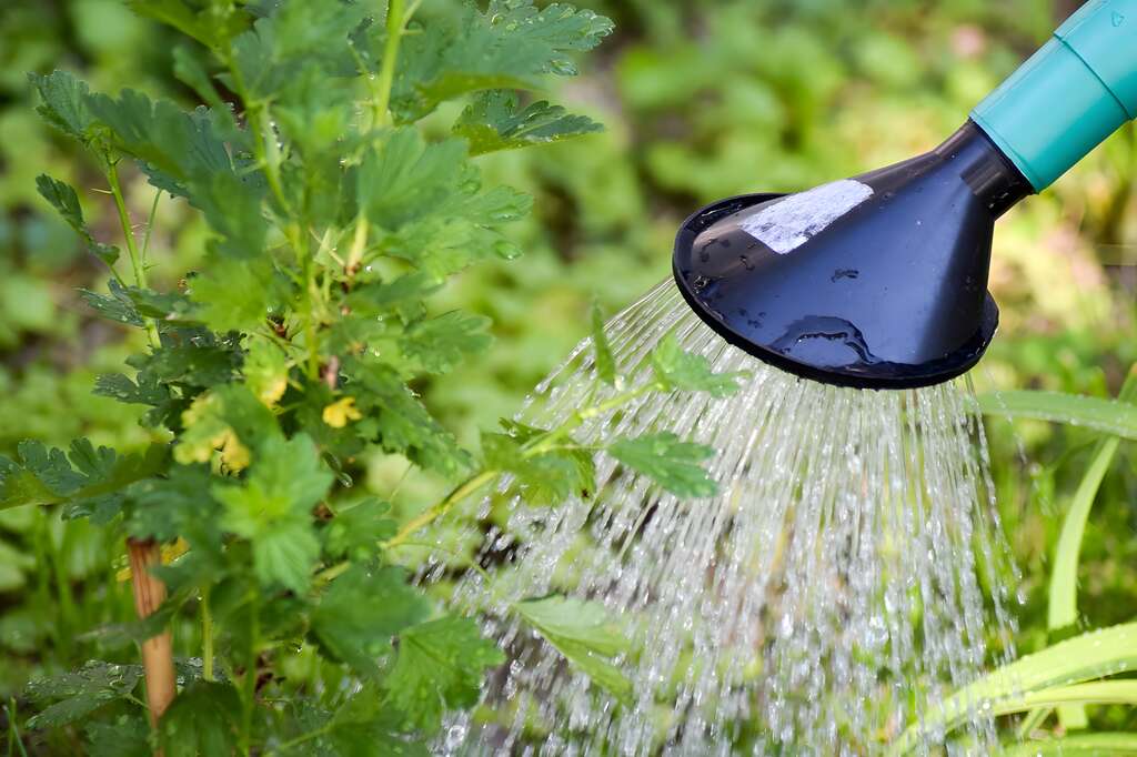 Estos jardineros lo dejan claro: esta es la mejor hora para regar las plantas en verano y tener el huerto siempre verde 