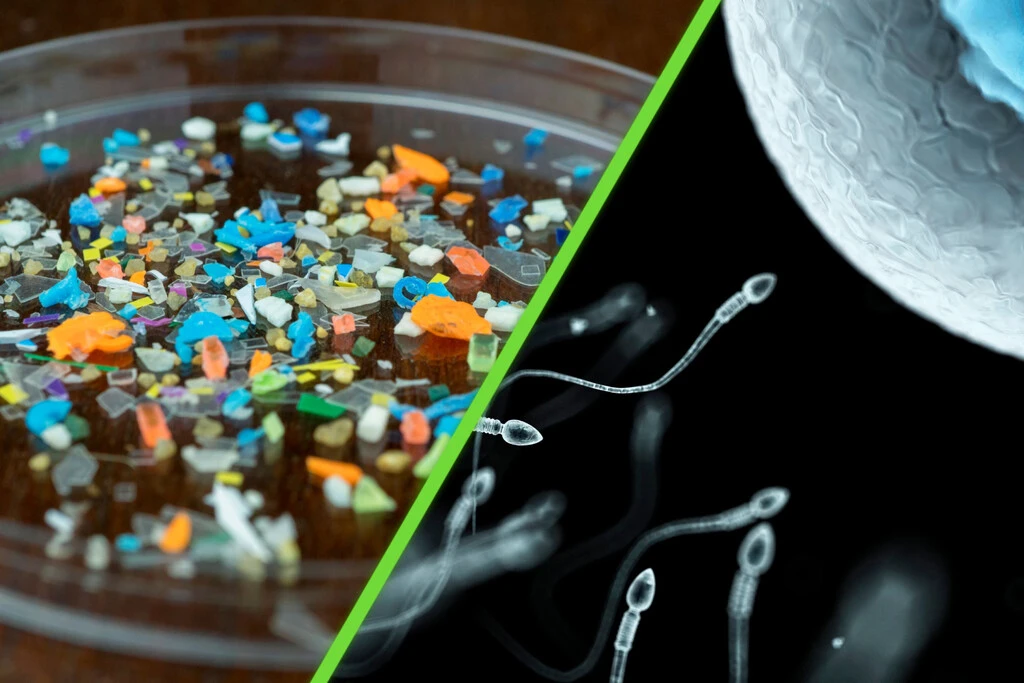 Científicos encuentran microplásticos en el semen y los ovarios: la contaminación plástica ya no solo esta en los océanos  