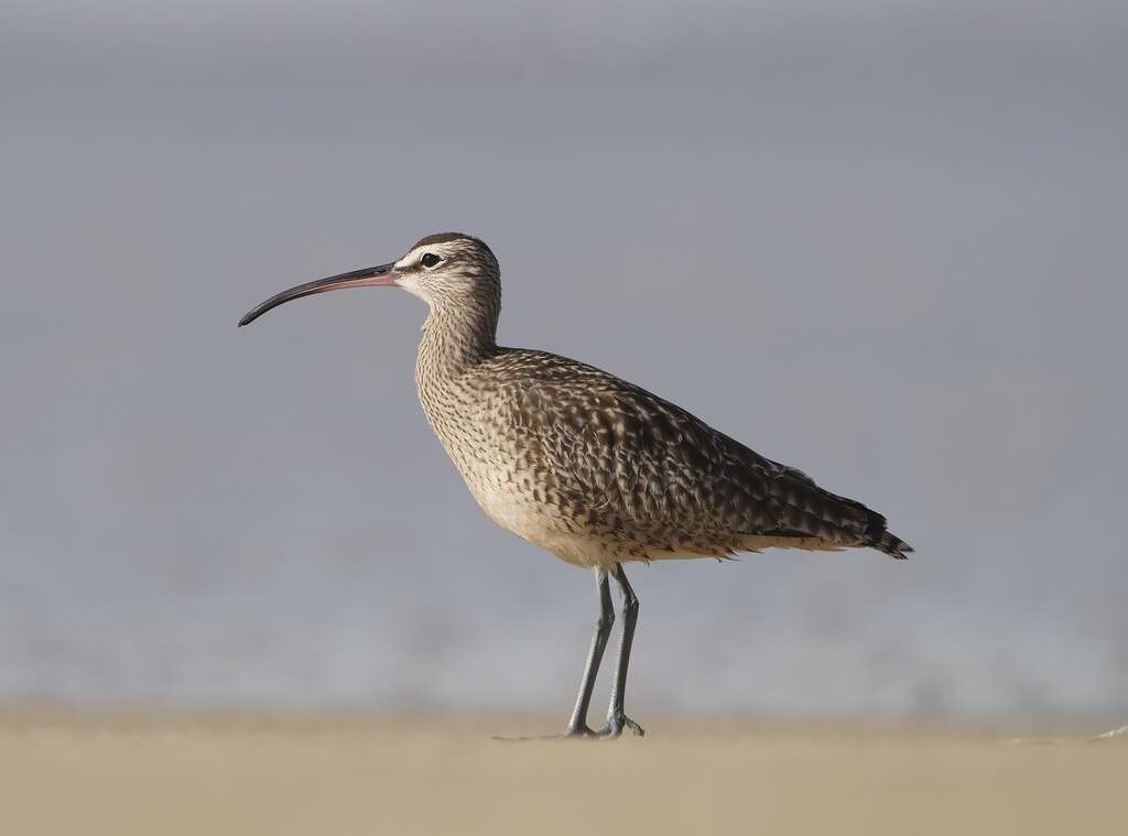 Una especie de ave europea se declara extinta por primera vez en tiempos modernos: adiós al zarapito de pico fino 