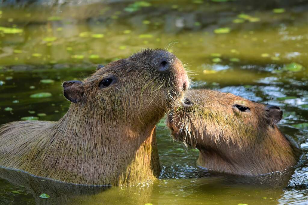 Qué zoológicos de México tiene capibaras: lista completa de estados y ciudades 