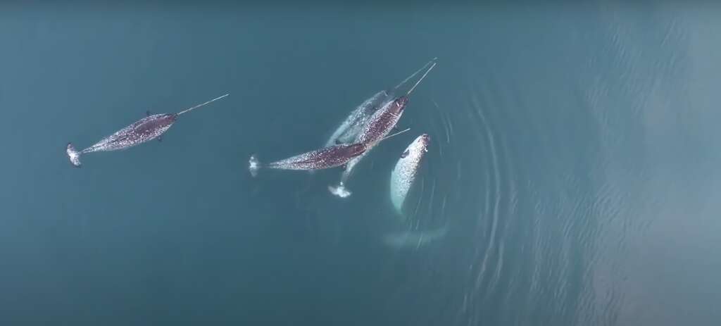 Drones han capturado imágenes de los narvales usando sus impactantes colmillos para algo más de lo que la ciencia esperaba 