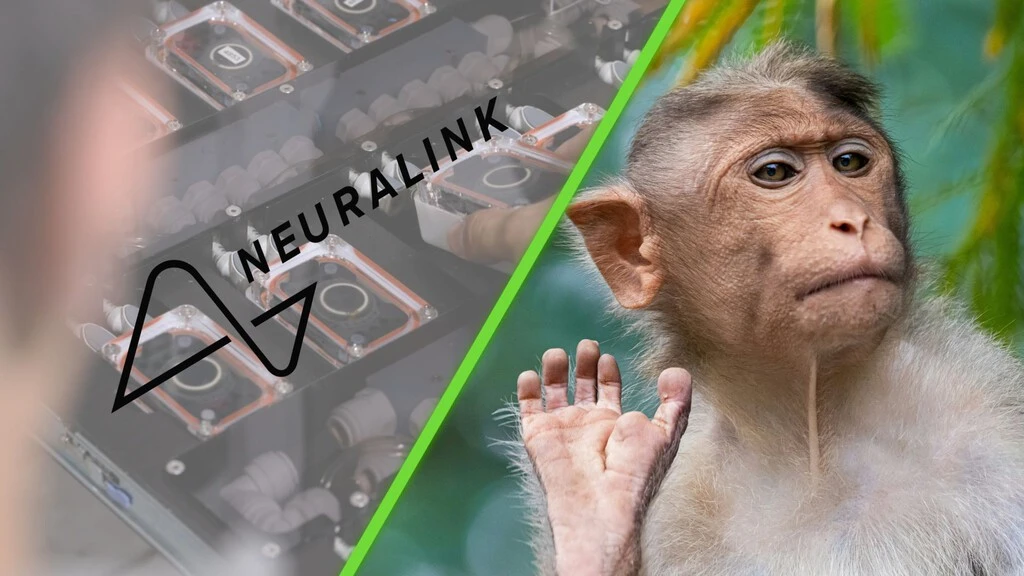 Monos, herpes y un contagio: la demanda a Neuralink que, de ser cierta, habla de seria negligencia