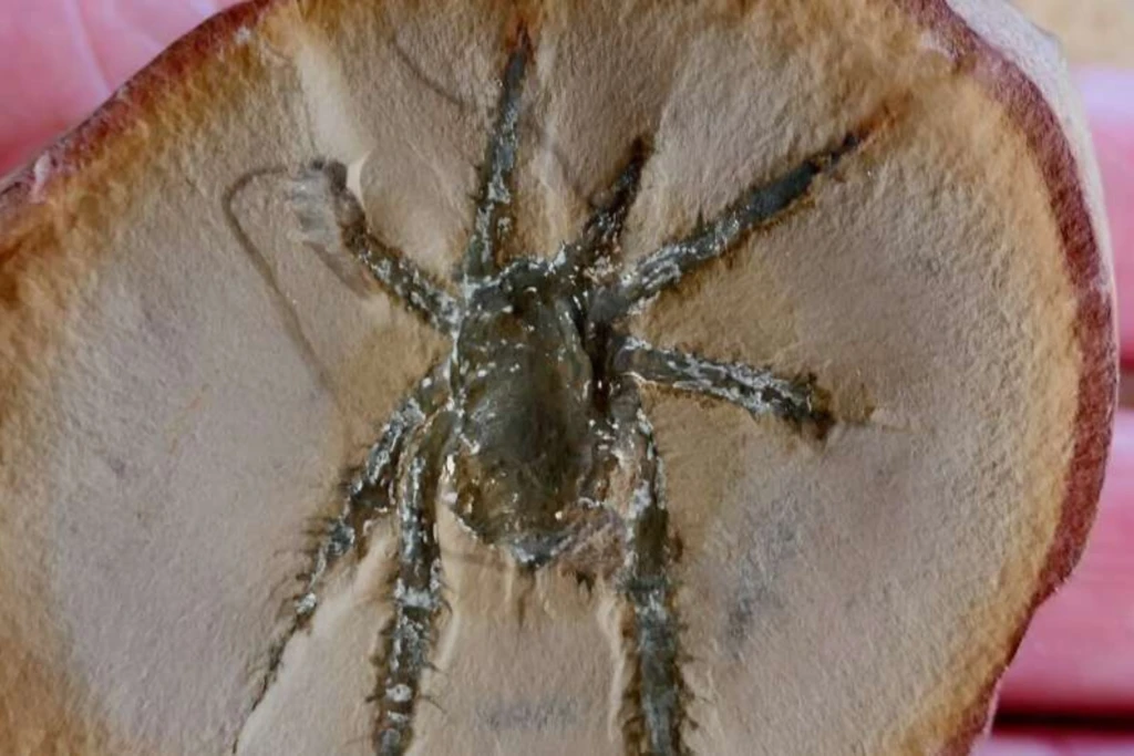 Esta araña tiene más de 308 millones de años y lo más sorprendente son sus patas con espinas 