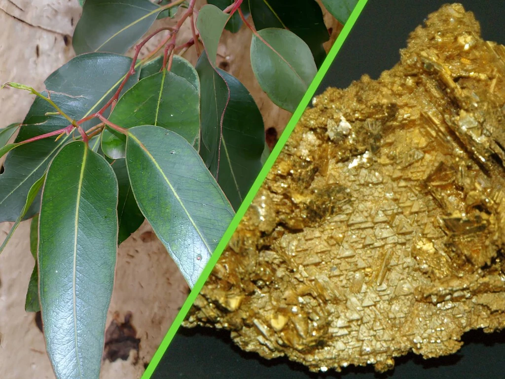 Una reserva de oro crece en el lugar más inesperado: las hojas de estos árboles 