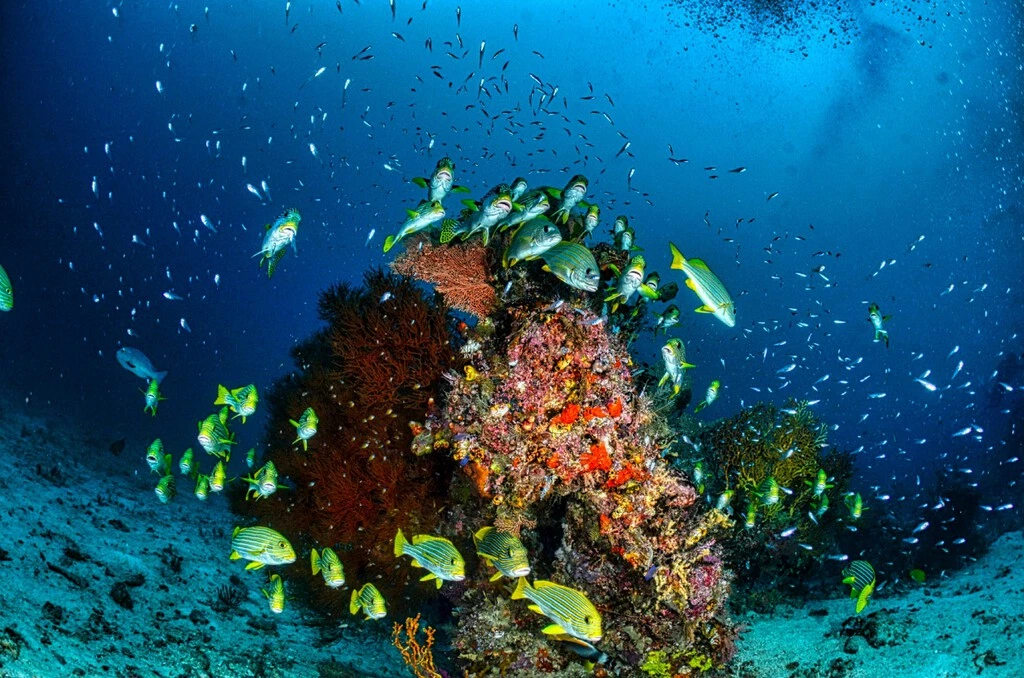 El 99.999% del fondo del océano sigue oculto: los científicos advierten que solo hemos 