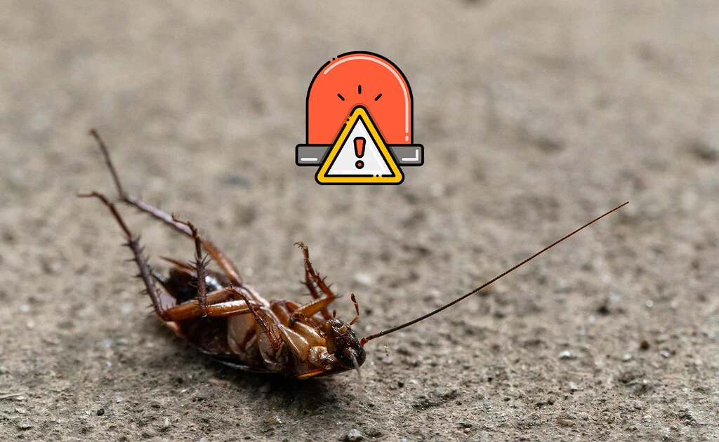Este es uno de los mitos de las cucarachas, pero es mentira: así puedes evitar plagas en casa 