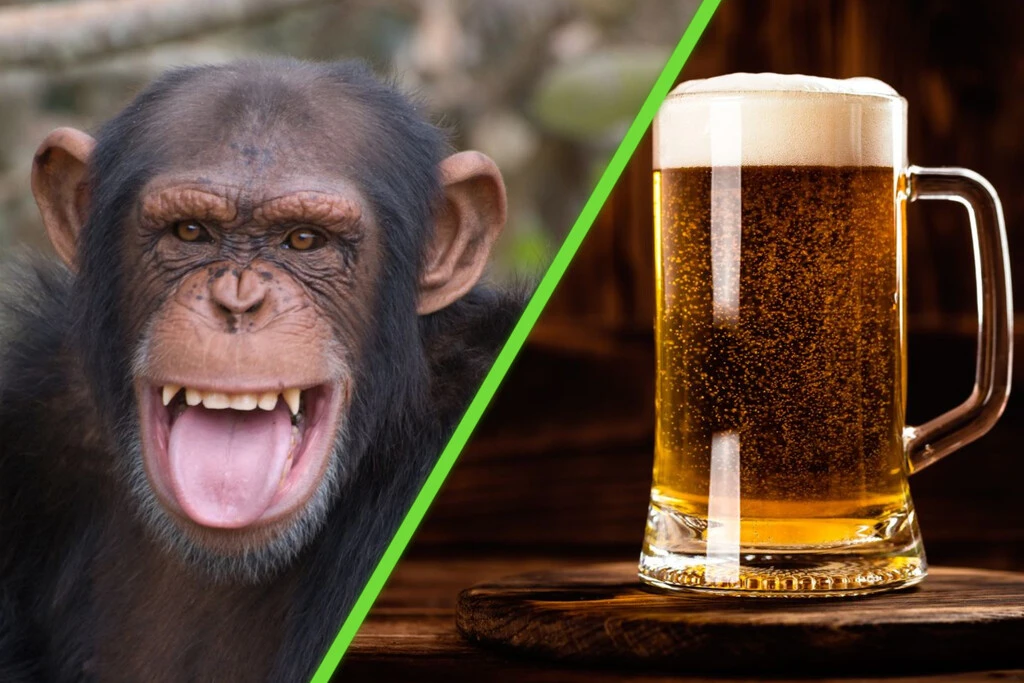 Científicos revelan que los chimpancés en libertad consumen alcohol de frutas fermentadas como si bebieran una cerveza todos los días 