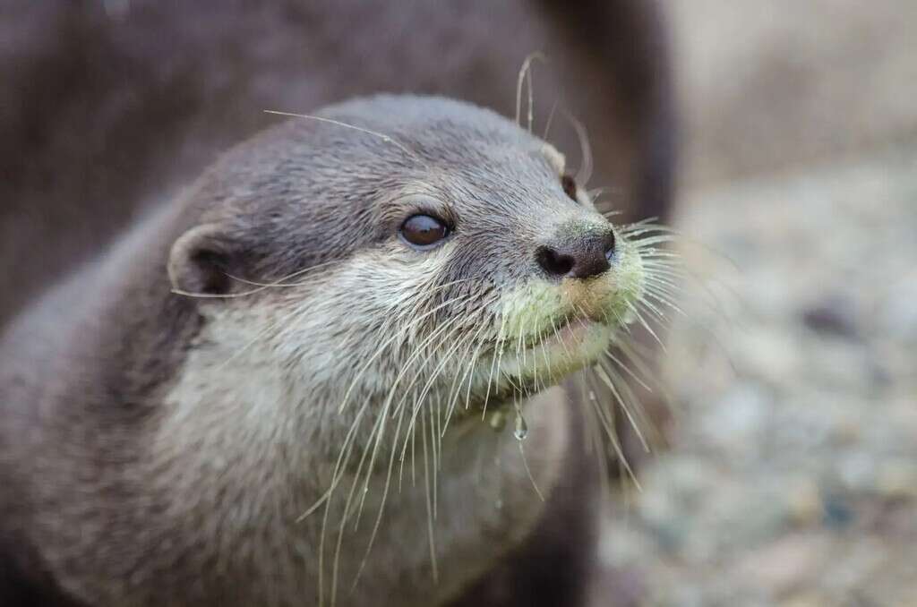 Los científicos de este país no imaginaron ver una especie que creían extinta: después de casi 200 años, reaparece la nutria asiática 