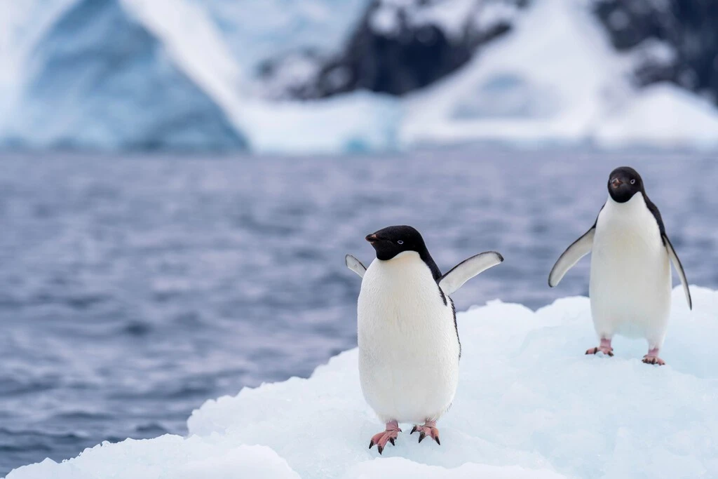 Un estudio ha descubierto algo inusual del amoniaco que libera el excremento de pingüinos: ayuda a crear nubes  