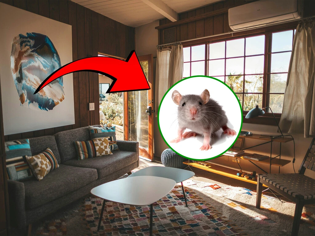 Hay gente que está alejando a las ratas y ratones con este truco: solo se necesita un ingrediente de cocina 