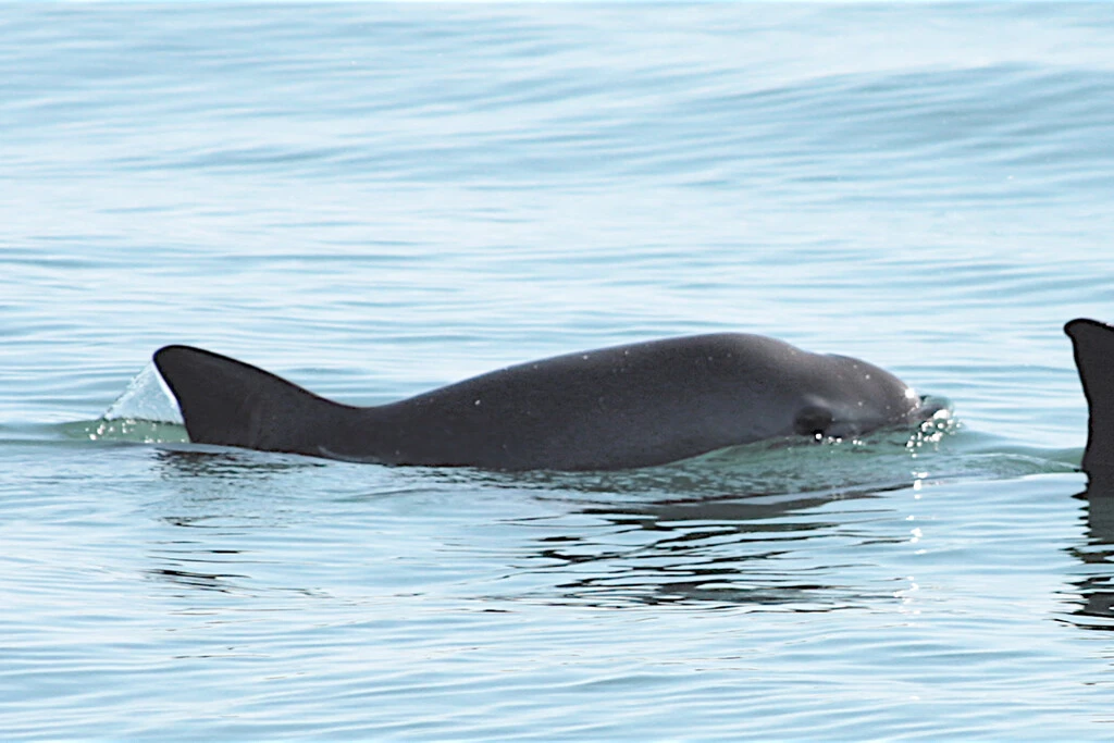 Hay menos de 10 vaquitas marinas en todo el planeta y el T-MEC ya señala a un solo culpable: México 