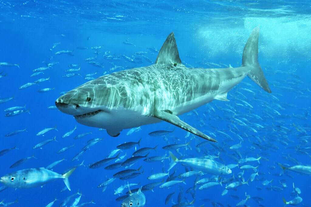 Los tiburones siempre fueron los cazadores más temidos del océano, mientras en México, otro animal los está cazando a ellos 