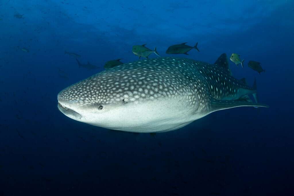 Ya sabemos qué usan los tiburones ballena para hacer migraciones kilométricas: las gigantes estructuras artificiales construidas en el océano 