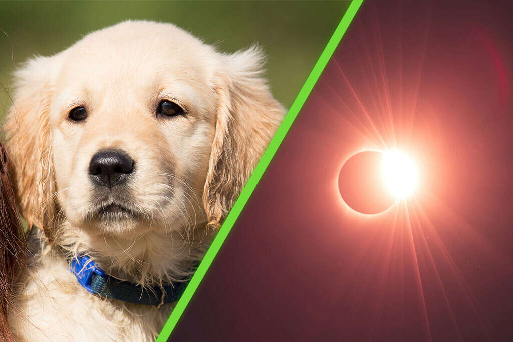 Qué pasa con los animales durante el eclipse solar, cómo les afecta y cómo cuidar a los perros y gatos este 8 de abril