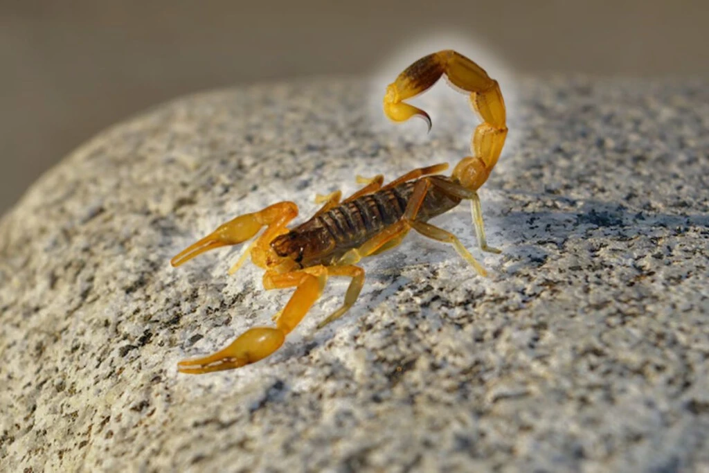 Hay tres plantas que ayudan a ahuyentar alacranes de tu casa 