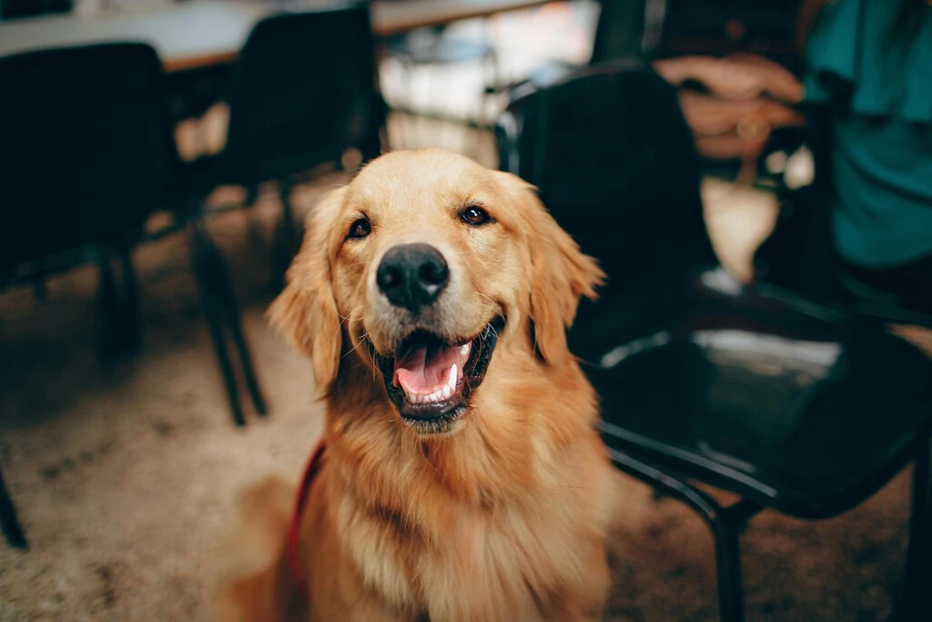 Este estudio reveló cuáles son las frases preferidas de los perros y no estábamos tan equivocados  