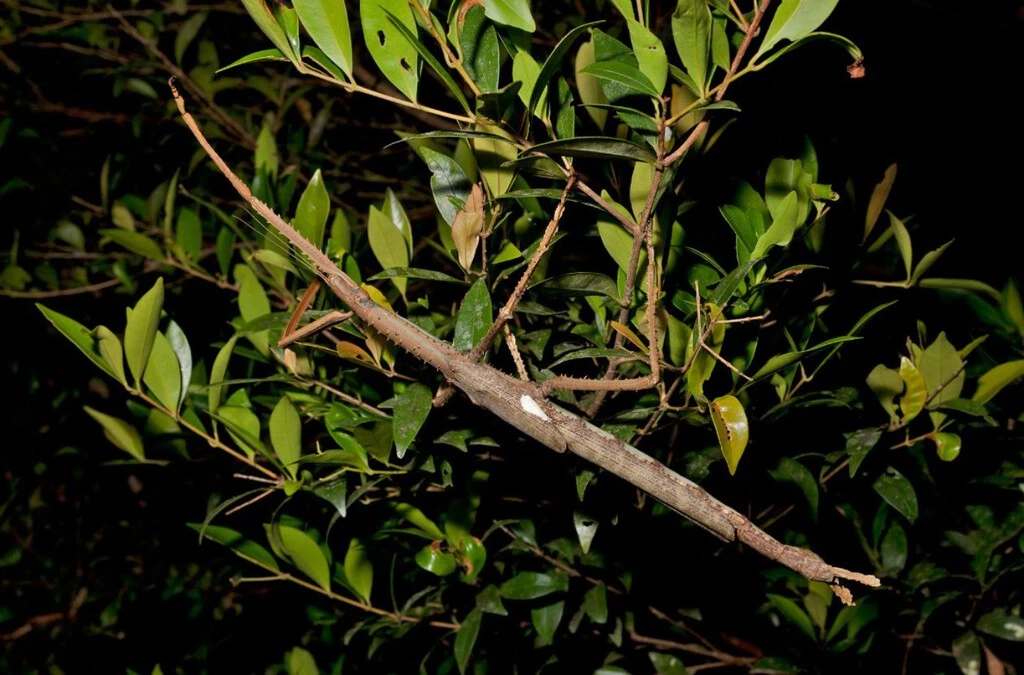 Mide casi 40 cm y pesa como una pelota de golf: descubren uno de los insectos más pesados del mundo y solo lo han visto tres veces 