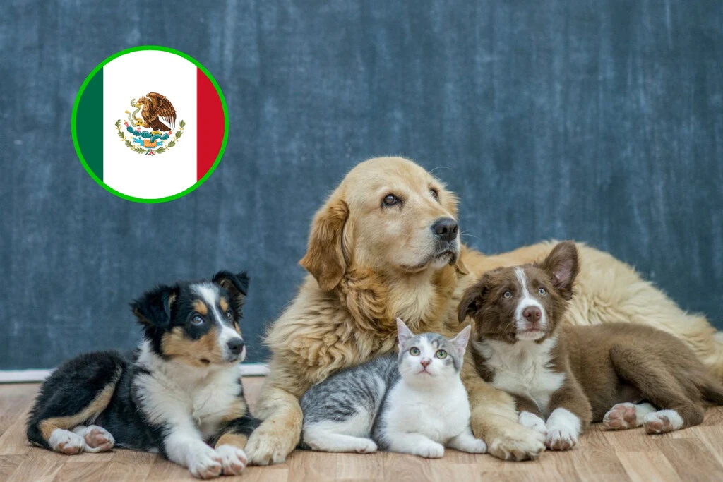 México quiere “listas negras” de maltratadores de animales con registros que podrían impedir adopciones y hasta tener mascotas 