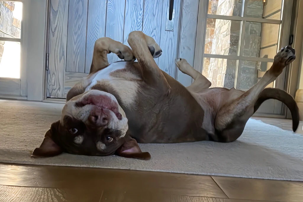 Un millonario pagó para clonar a su perro con la misma empresa que revivió al lobo huargo: el negocio de devolver la vida ya empezó